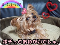 にほんブログ村 犬ブログ ヨークシャーテリアへ