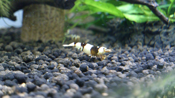 DSC_0971.jpg