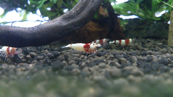 DSC_1477.jpg
