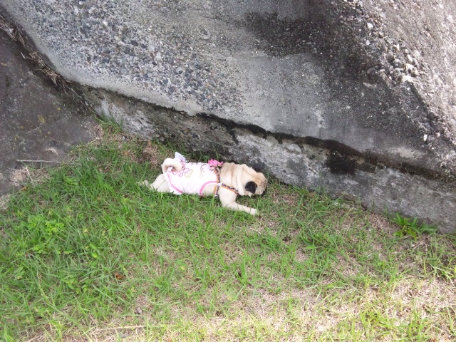 みだい公園2