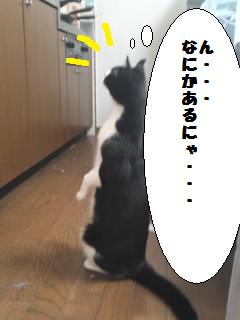 プレーリードッグ?