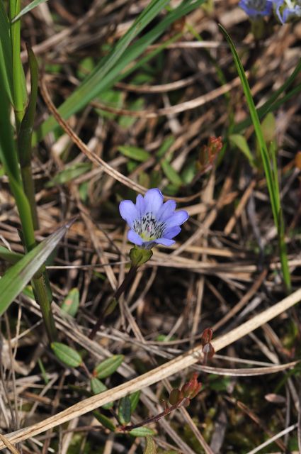 DSC_7255_543_101.jpg
