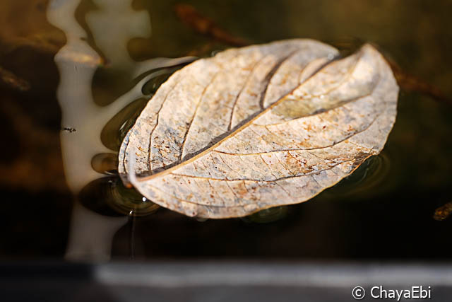 lightroomresize (2 - 10)