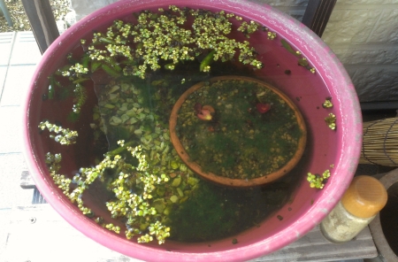 IMAG0641.jpg