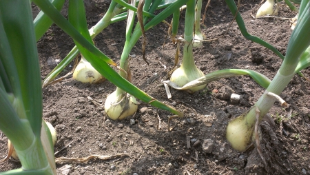 IMAG0683.jpg