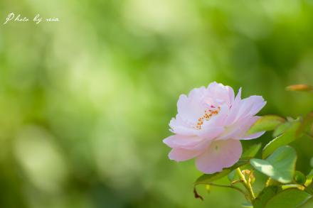 ブログ様IMG_0804