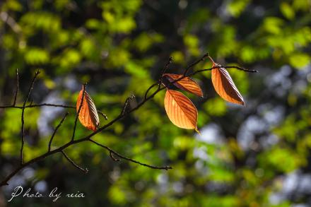 IMG_1417.jpg