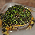 カエル1
