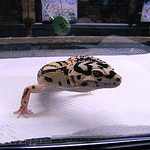 ヒョウモン バンデット