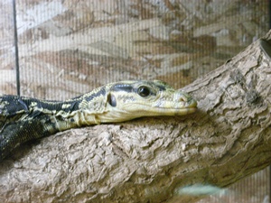 カミンギー