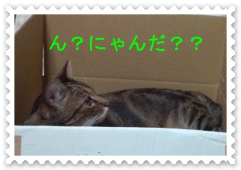 猫とネコ1