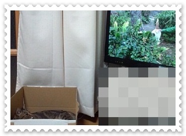 猫とネコ2