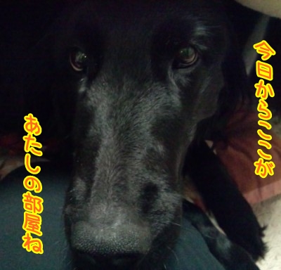 コタツ犬2