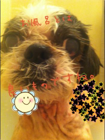 IMG_8028_convert_20121204174924.jpg
