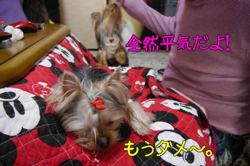 1GpI7QUy_85nHLP1392307803_1392307930.jpg