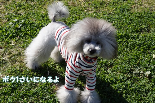 ぴっちゅ
