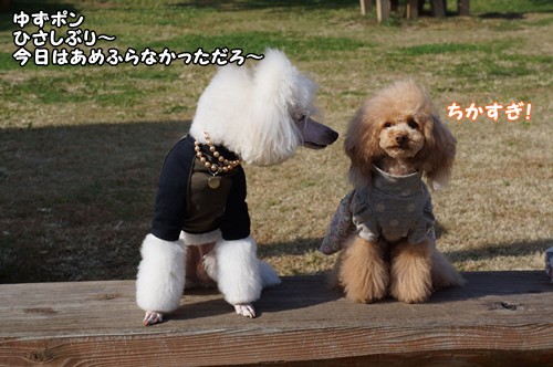 マイたん&ゆずポン