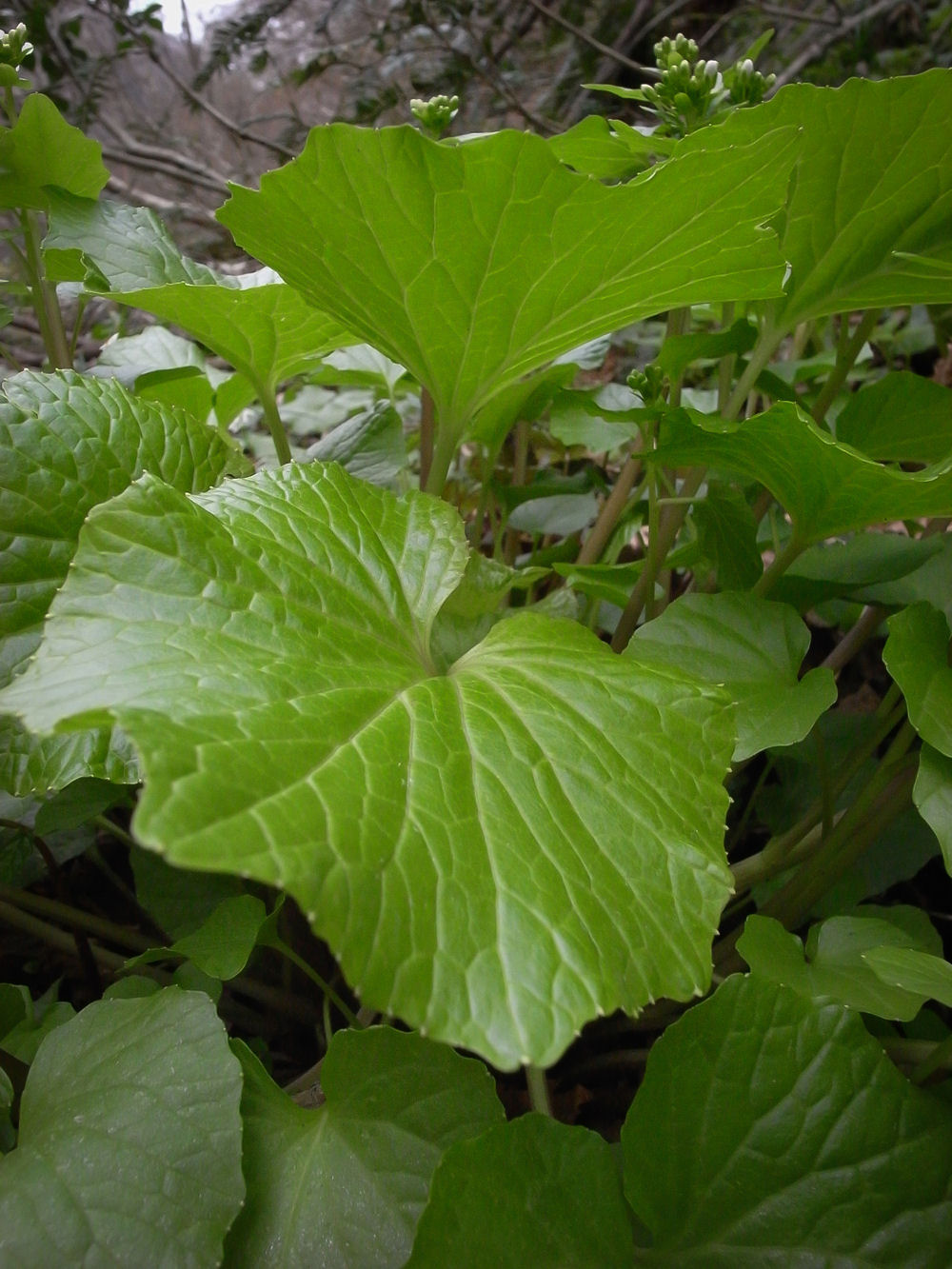 2013041419.jpg