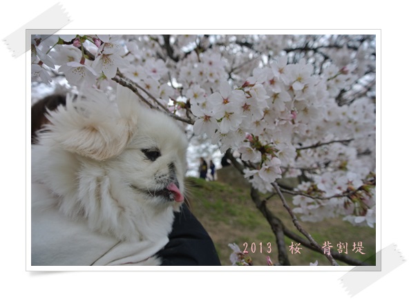 背-p