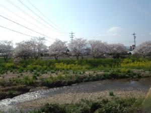 さくら