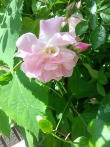 木々花花5