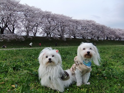 2013031 055