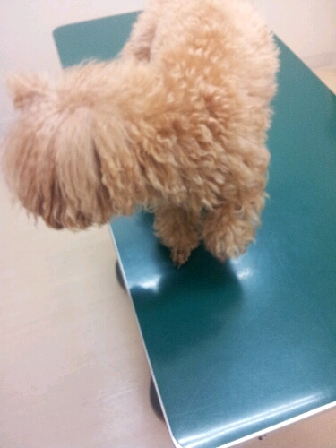 fc2blog_2012111620584912d.jpg