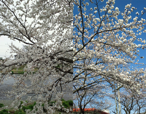 2013032310530000.jpg