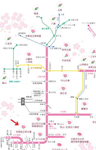 20130330-keihansakura.jpg