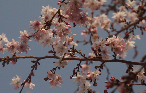 201303P_0730.jpg