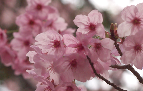 201303p_1272.jpg