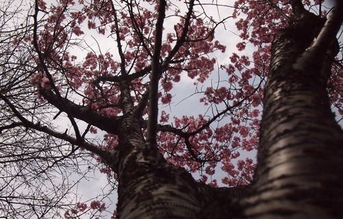 201303p_1279.jpg
