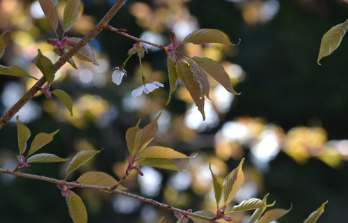 201304N_4517.jpg