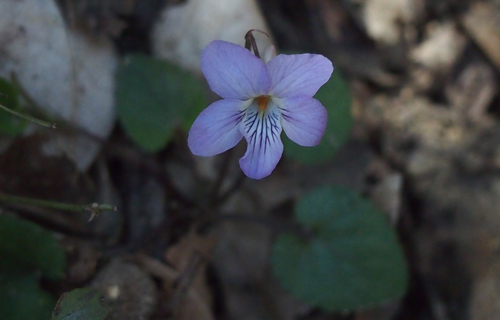 201304P_4657.jpg