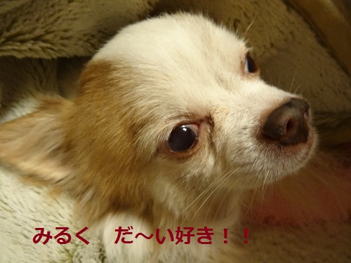 最愛なる息子ミルク