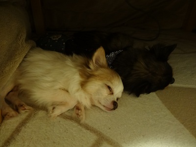 DSC01211.jpg