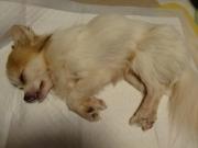 DSC01275.jpg