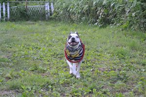 2012070333.jpg
