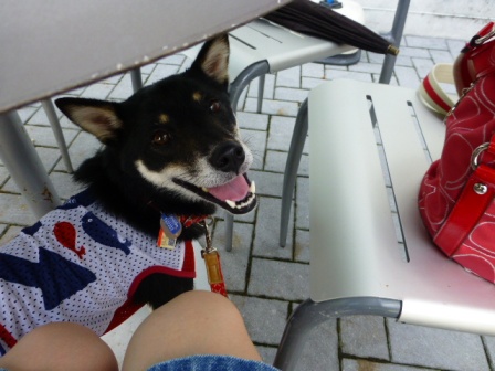 日吉ダム見学4