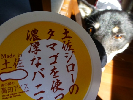 高知アイス11