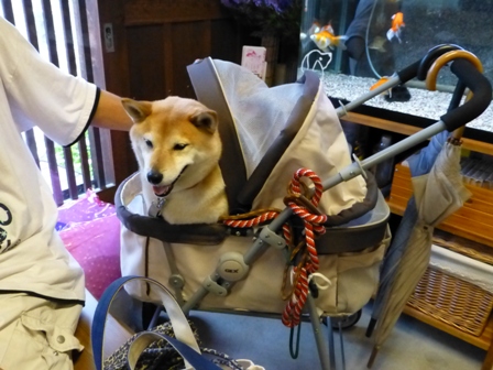柴漬けぽ庵7