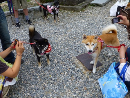 柴漬けぽ庵15