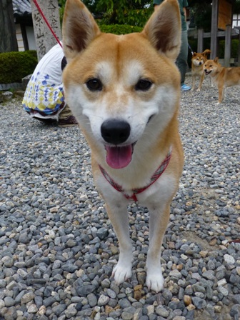 柴漬けぽ庵14