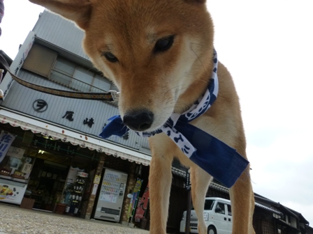 柴漬けぽ庵24