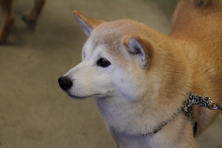 柴漬けぽ庵29