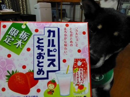 とちおとめカルピス7