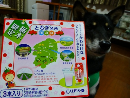 とちおとめカルピス8