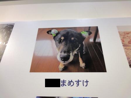 ペット博5