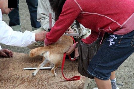 豆柴検寸2