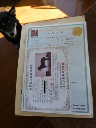 豆柴認定5